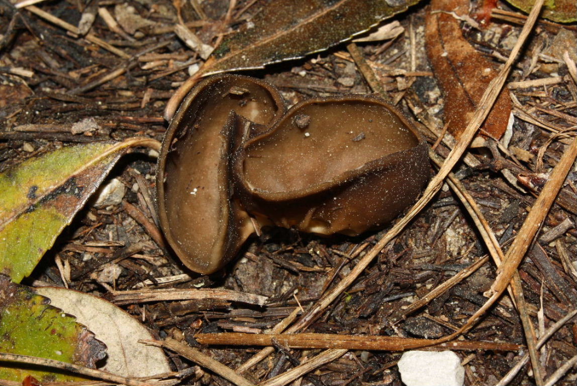 Fungo da determinare-4